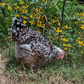 Baby Chicks: Speckled Sussex
