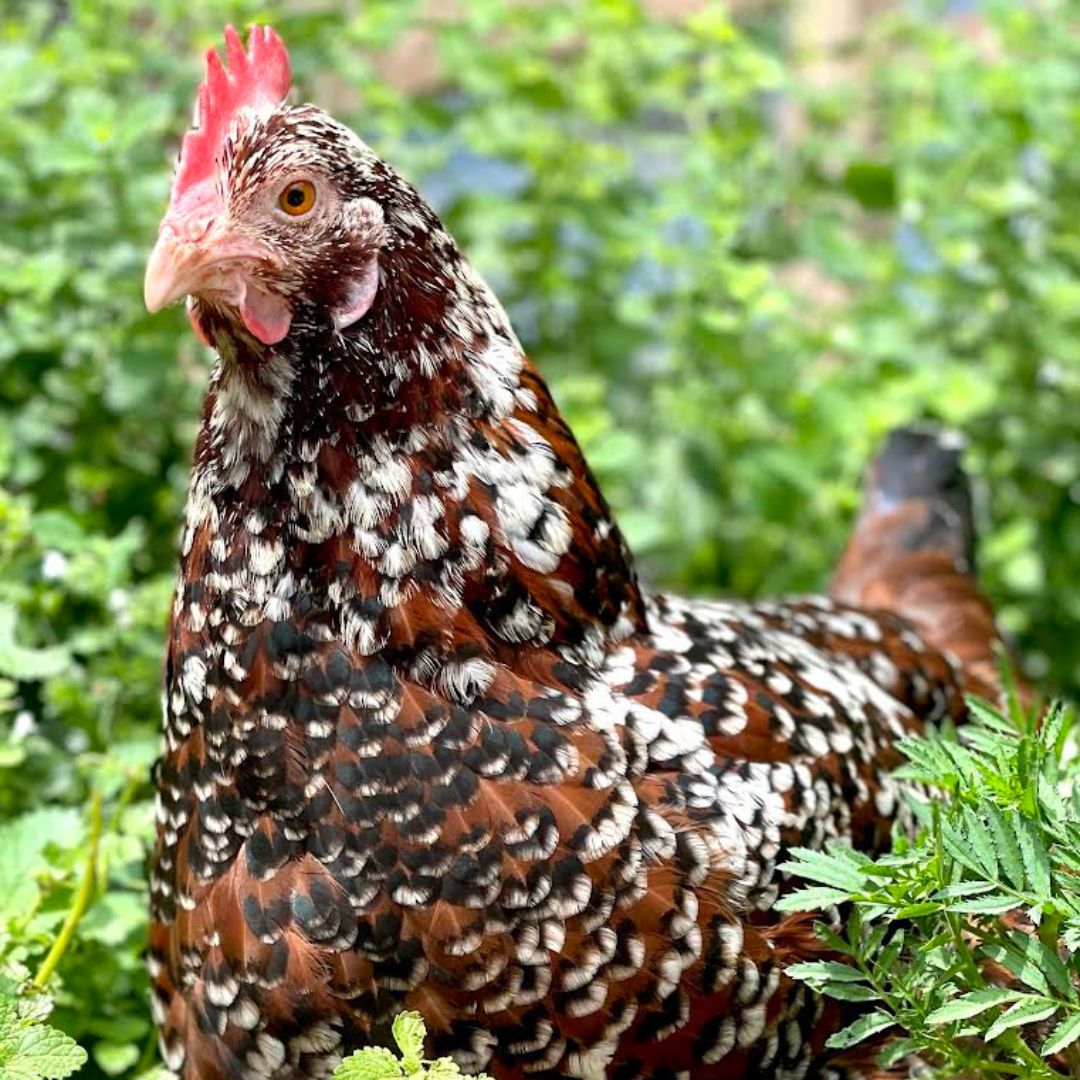 Speckled Sussex chicken