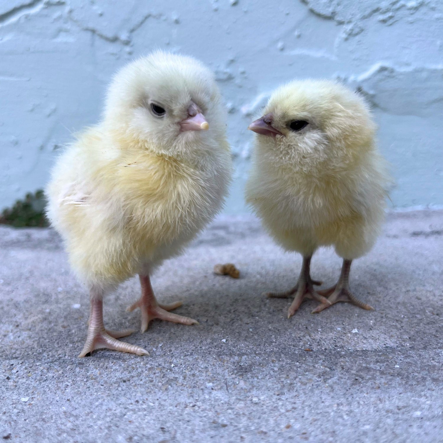 Baby Chicks: Splash Ameraucana Bantam