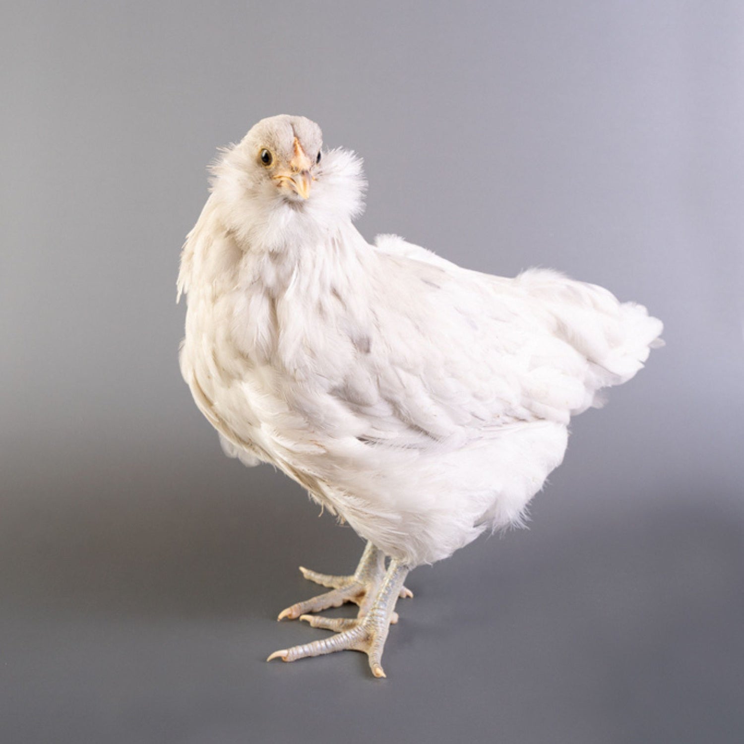 Blue Splash Ameracuana chickens for sale. 
