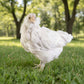 Pullet: Blue Splash Ameraucana, Shipping week of 08/31/2026