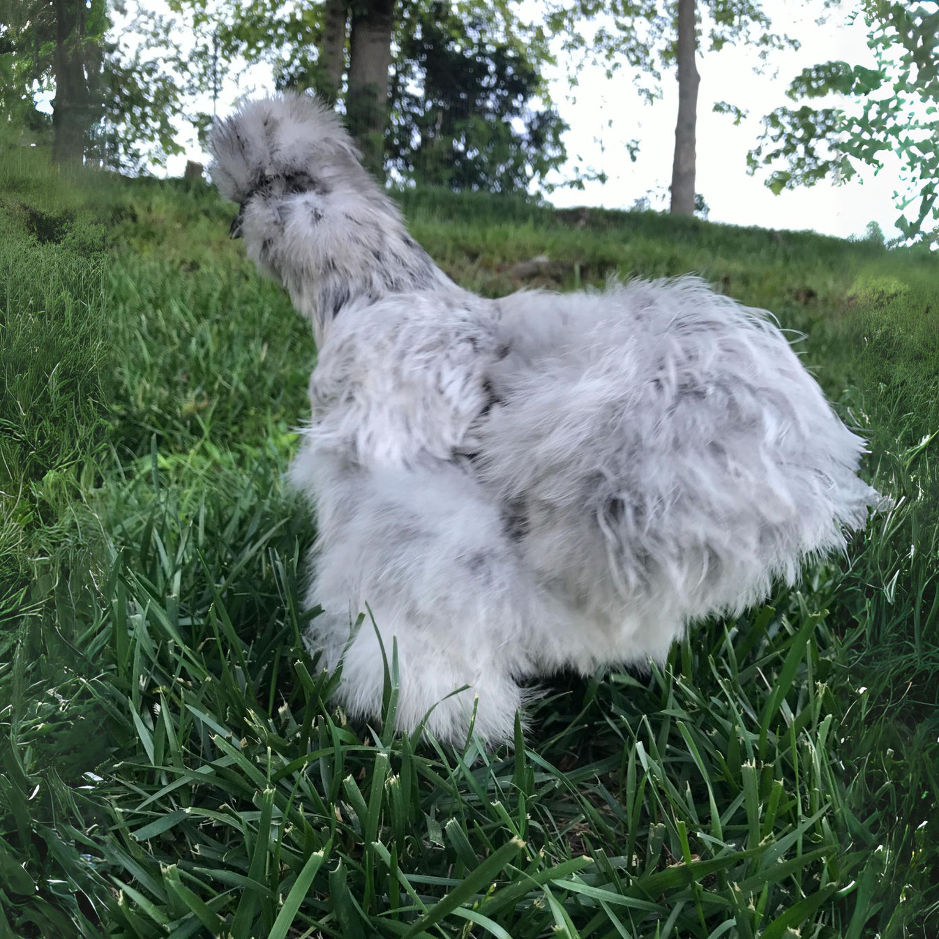 Baby Chicks Splash Silkies My Pet Chicken