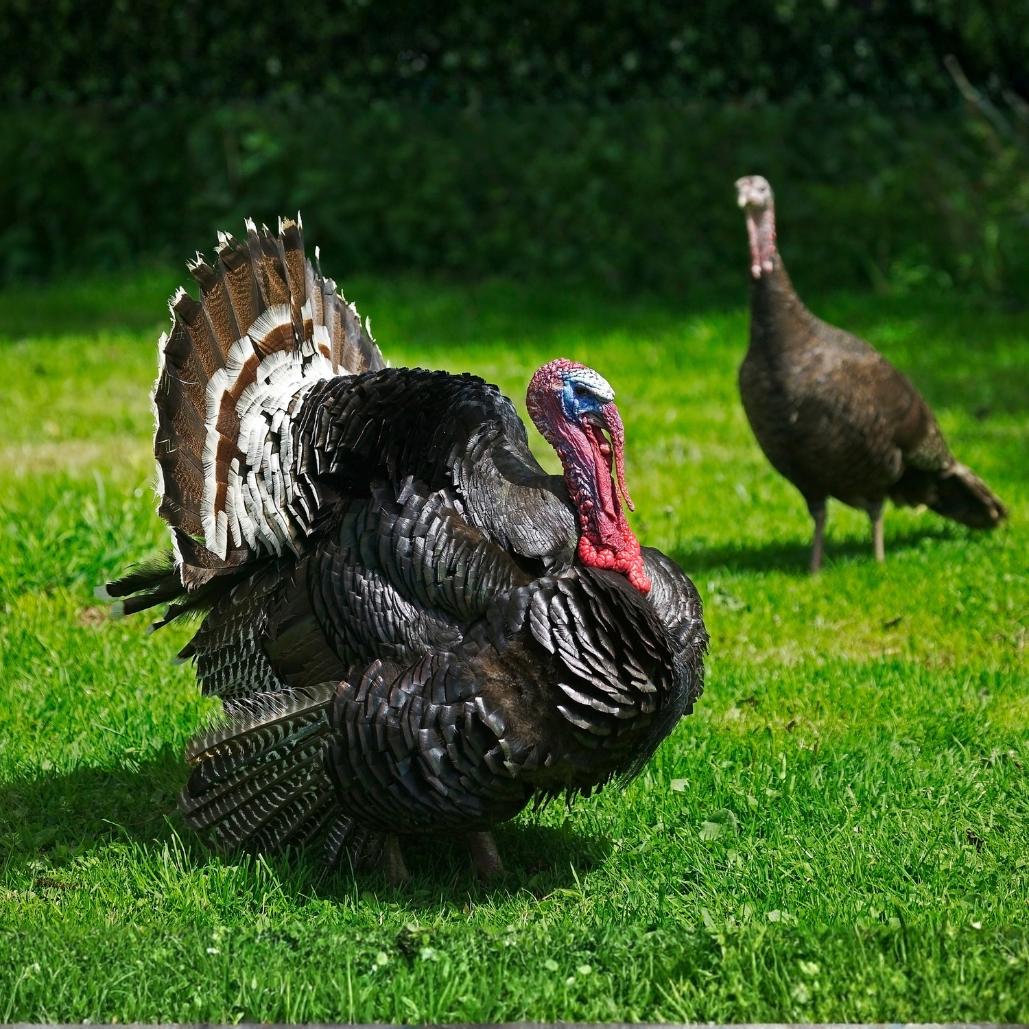 Turkey Poult: Standard Bronze