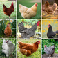 Hatching Eggs: Assorted Chicken Breeds, Merry Manor Location