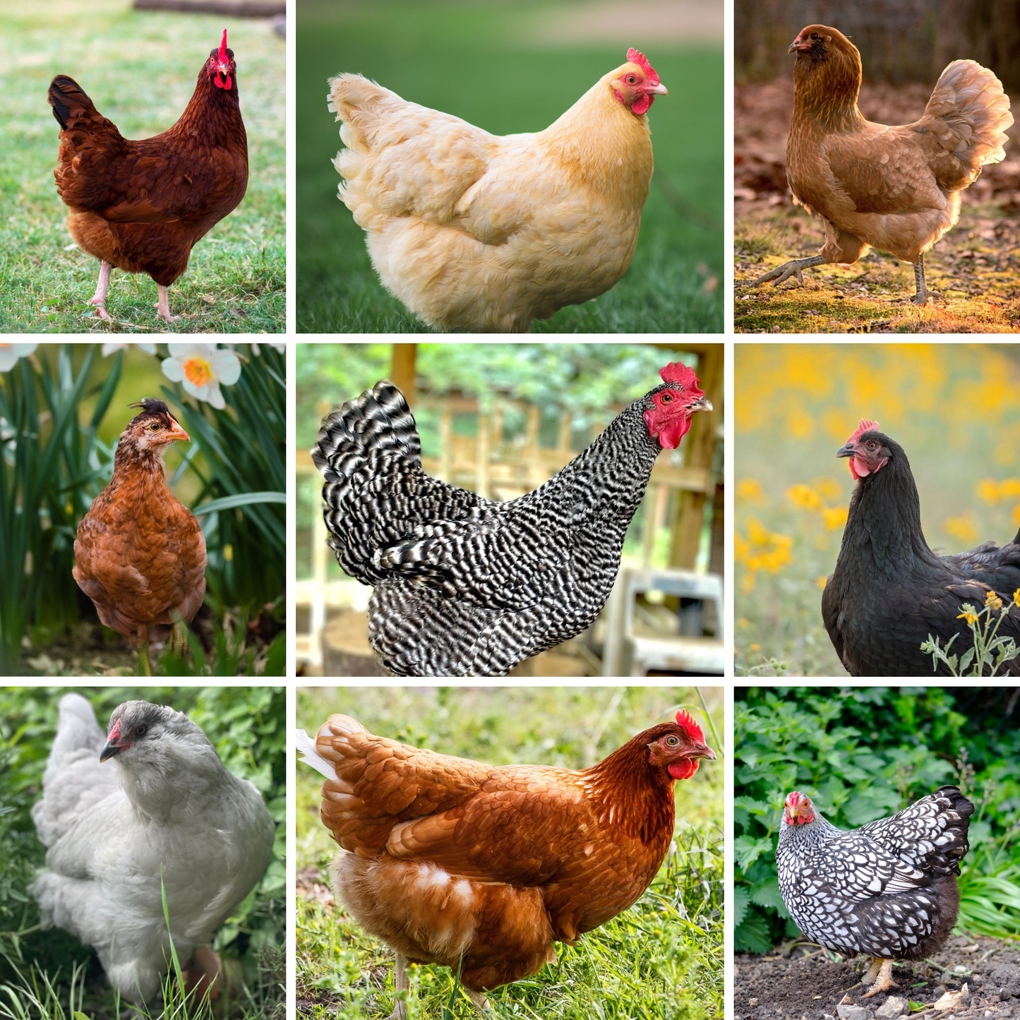 Hatching Eggs: Assorted Chicken Breeds, Merry Manor Location