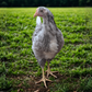 A Swedish Flower Hen stands in a field of green grass. 