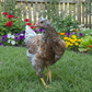 Baby Chicks: Swedish Flower Hen