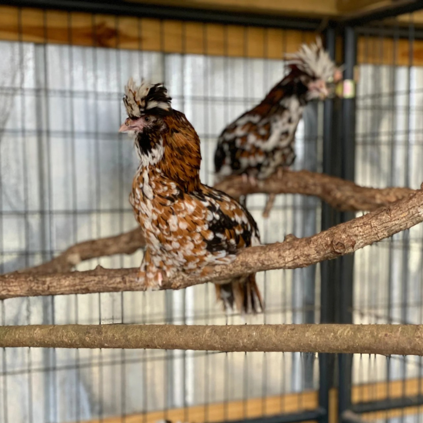 Hatching Eggs: Tolbunt Polish, Akers Farm Location