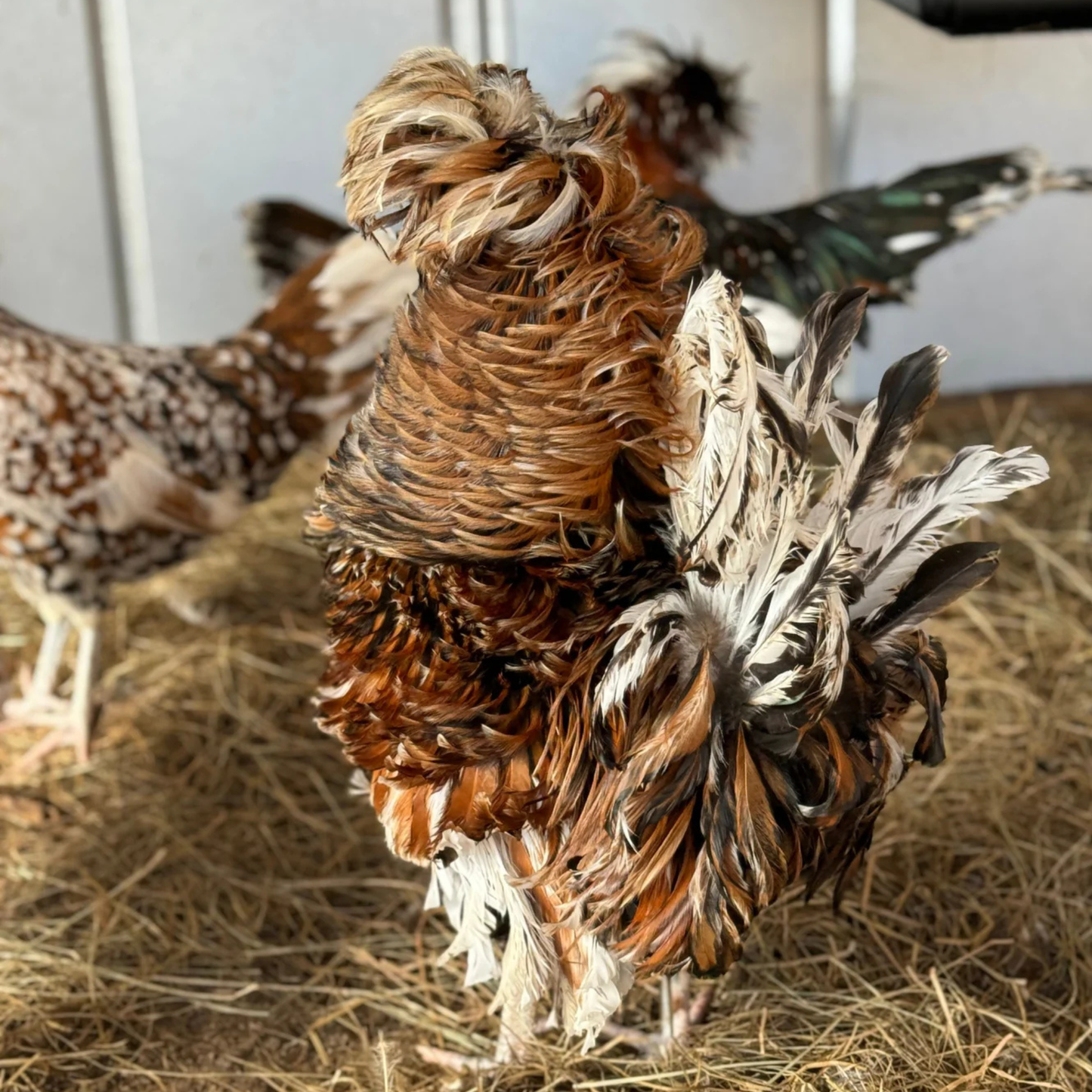 Hatching Eggs: Tolbunt Polish, Akers Farm Location