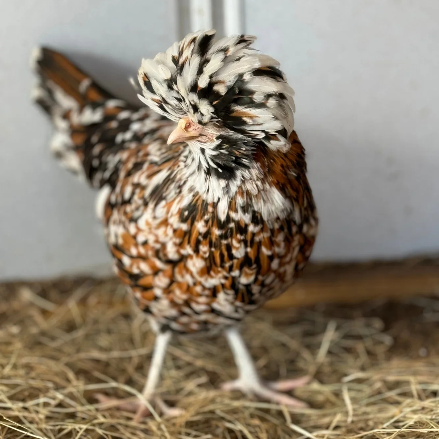 Hatching Eggs: Tolbunt Polish, Akers Farm Location