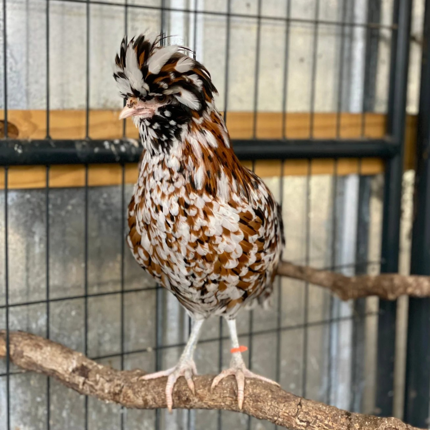 Hatching Eggs: Tolbunt Polish, Akers Farm Location