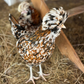 Hatching Eggs: Tolbunt Polish, Akers Farm Location