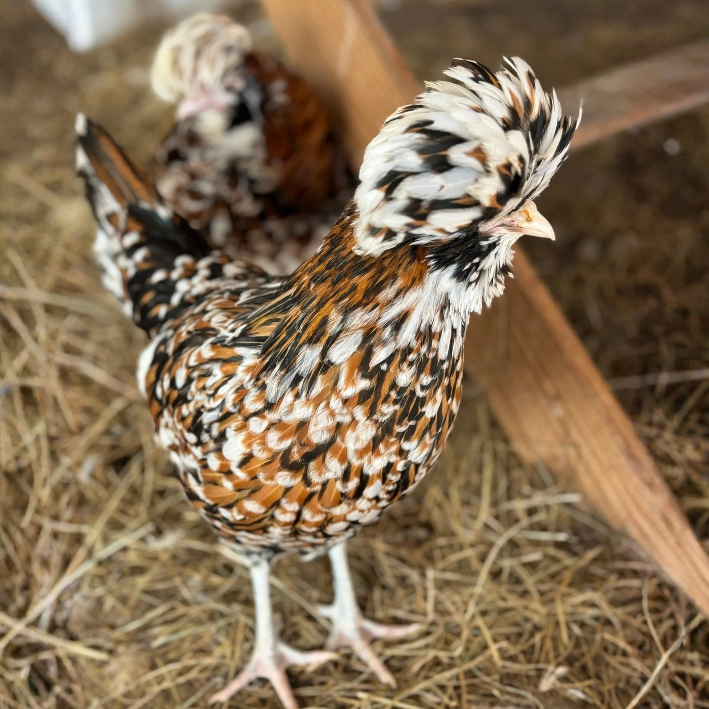 Hatching Eggs: Tolbunt Polish, Akers Farm Location