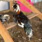 Hatching Eggs: Tolbunt Polish, Akers Farm Location