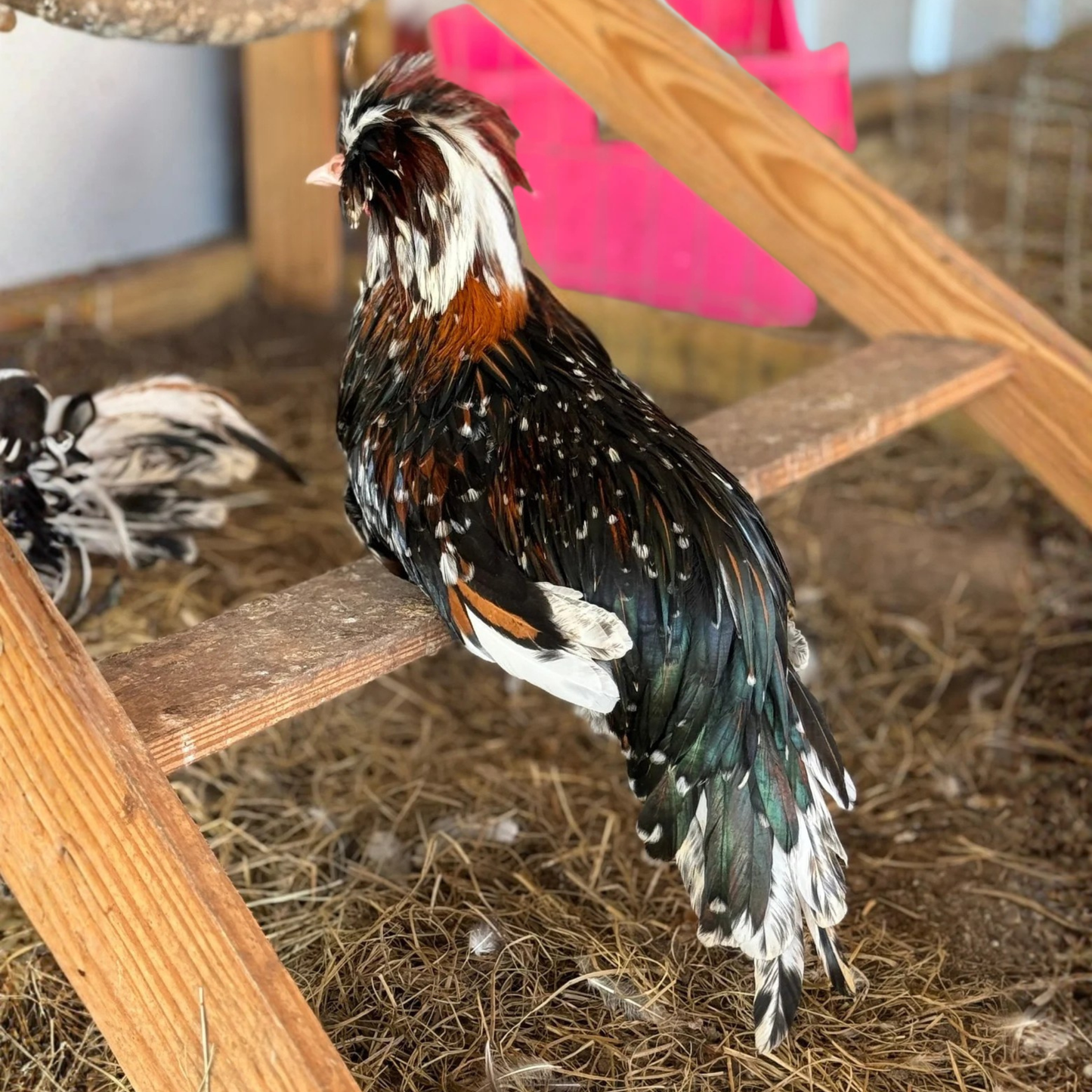 Hatching Eggs: Tolbunt Polish, Akers Farm Location