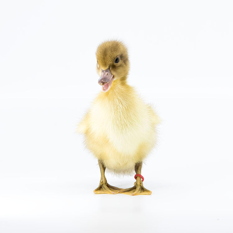 Welsh Harlequin ducklings often form strong bonds with the humans that raise them. 
