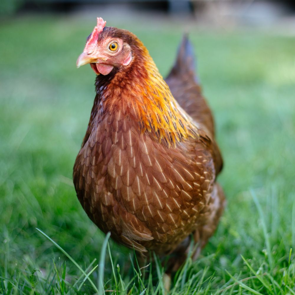 Hatching Eggs: Welsummer, Merry Manor Location