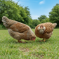 Baby Chicks: Blue/Black/Splash Wheaten Olive Egger