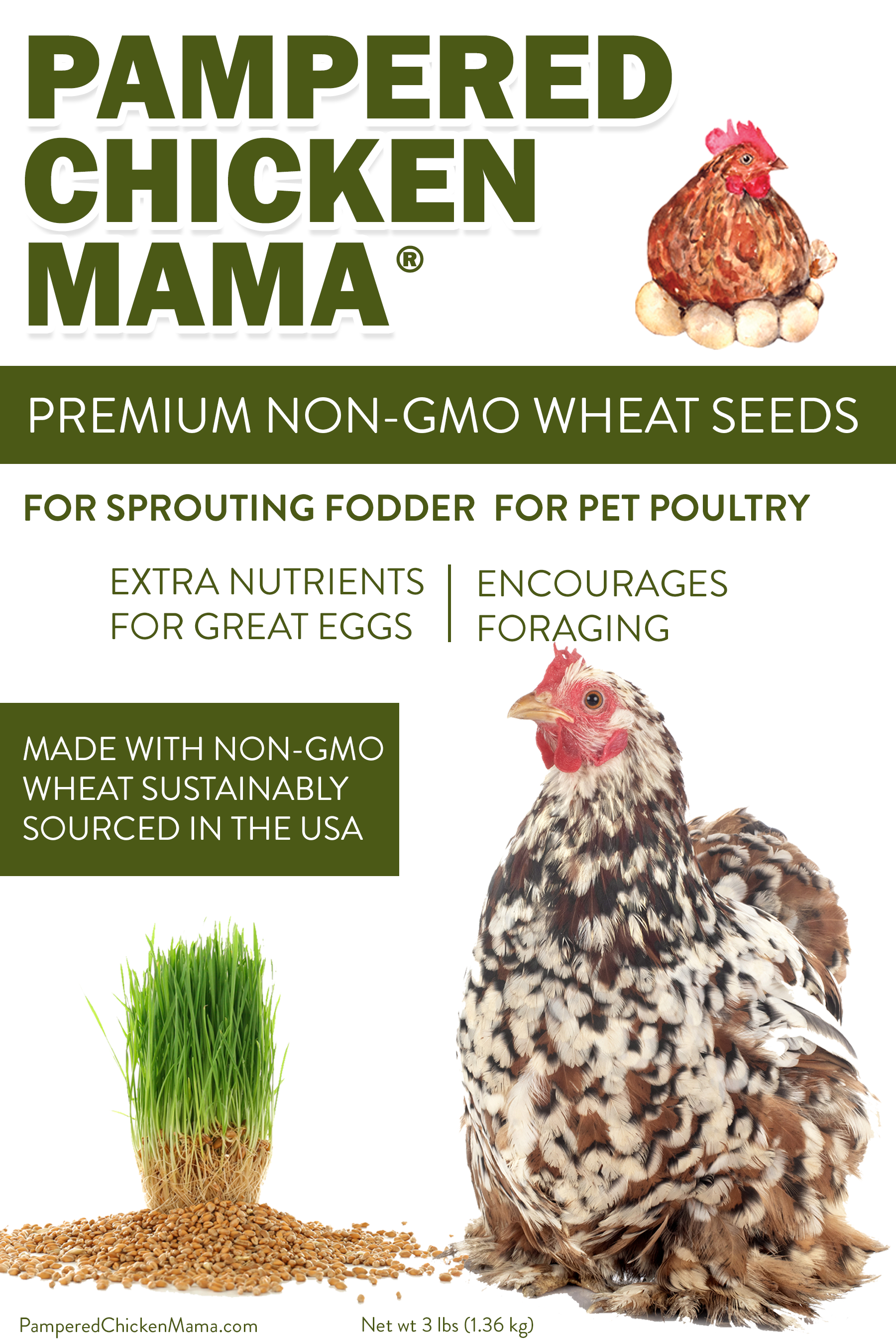 best grass seed to plant for chickens Non-GMO Wheat Seeds for Sprouting Fodder (Wheat Grass) -- Sustainably Grown In Missouri To Encourage Positive Behaviors Wheat Seeds (3 pounds) + North