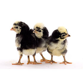 Hatching Eggs: White Crested Black Polish Bantam, Merry Manor Location