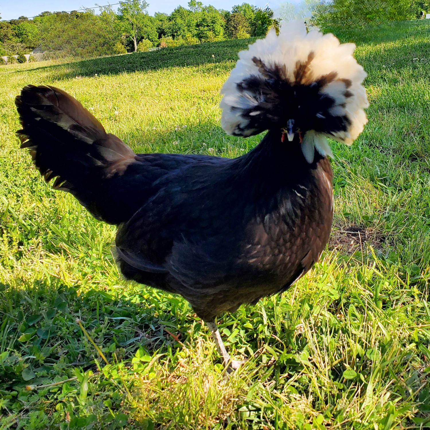 White Crested Black Polish