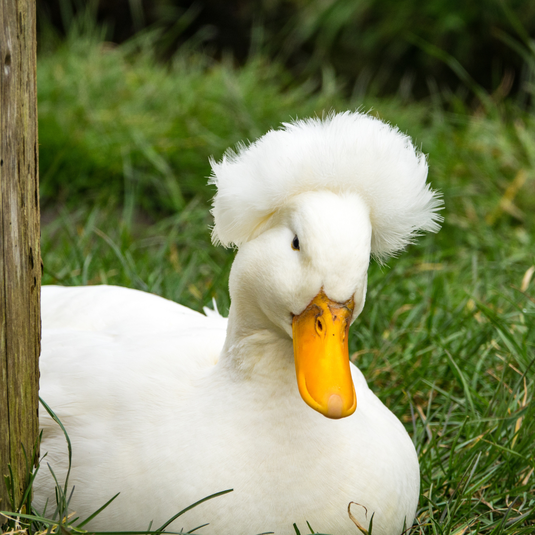 A white crested duck sits in grass.
