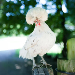 White Crested Splash Polish chickens have V-shaped combs.