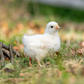 Baby Chicks: White Dorking Bantam
