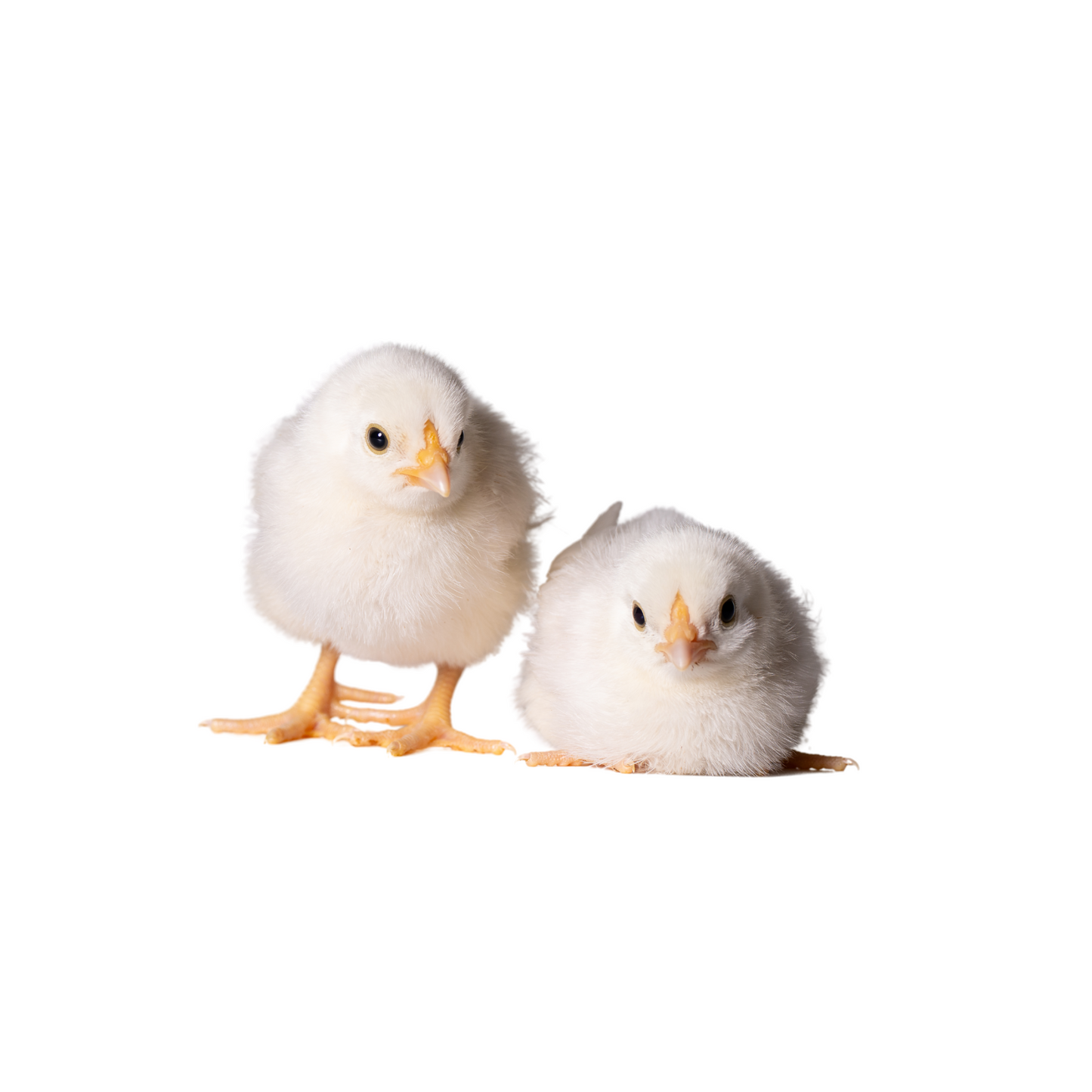 Baby Chicks: White Dorking Bantam