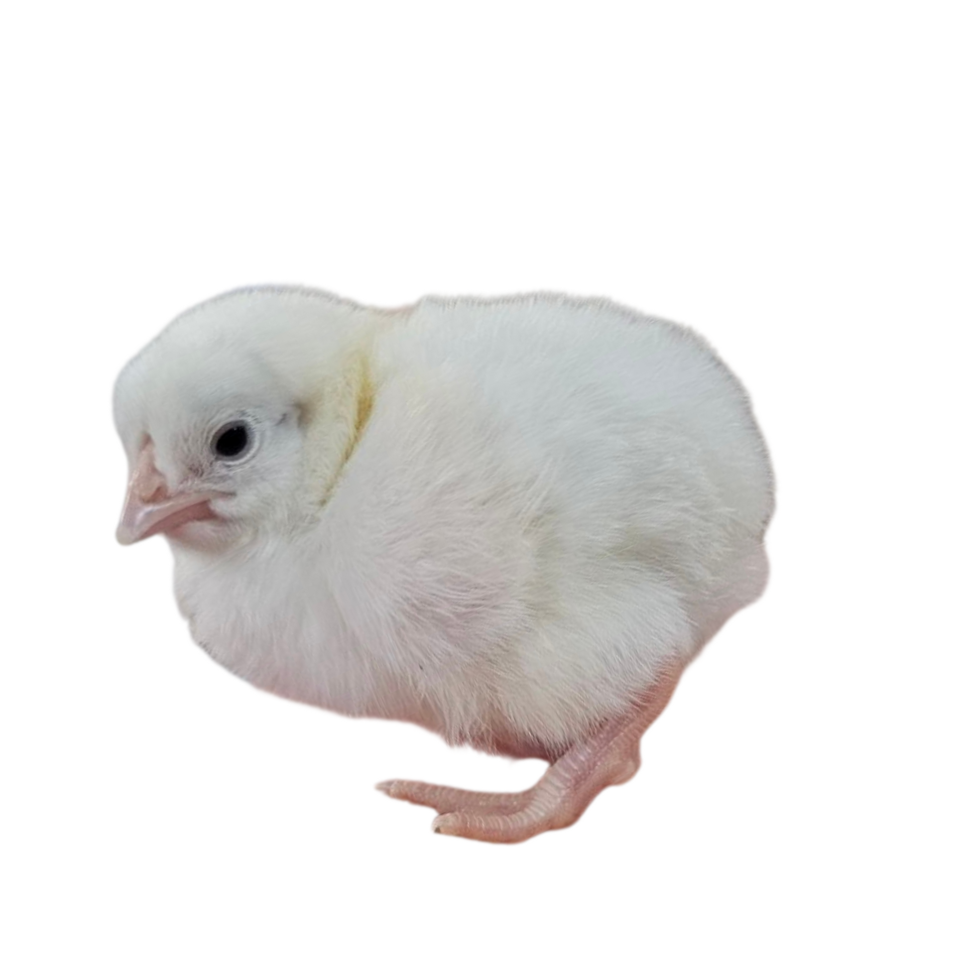 White Dorking Bantam baby chick