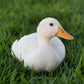 White Layer ducks can lay up to 290 large white eggs per year.