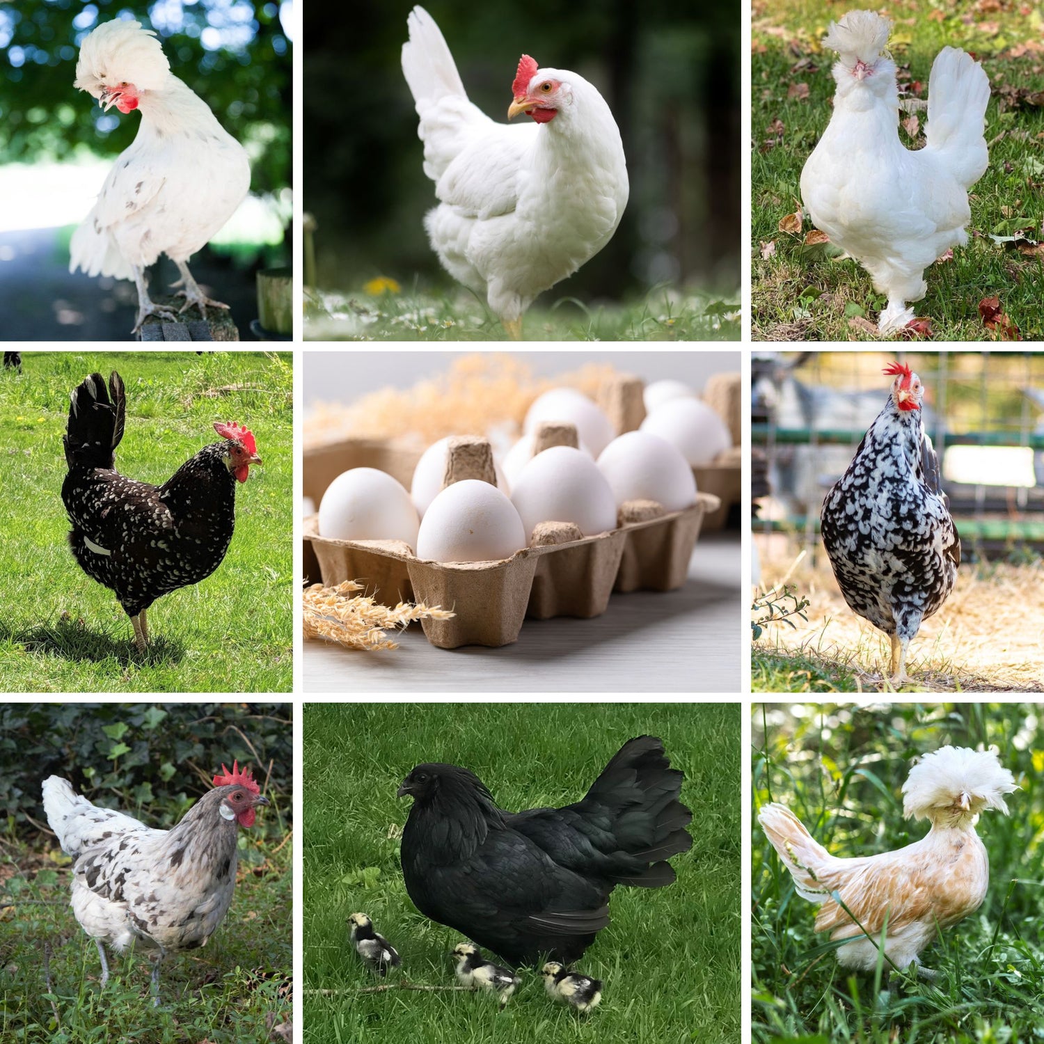 Chickens that lay white eggs.