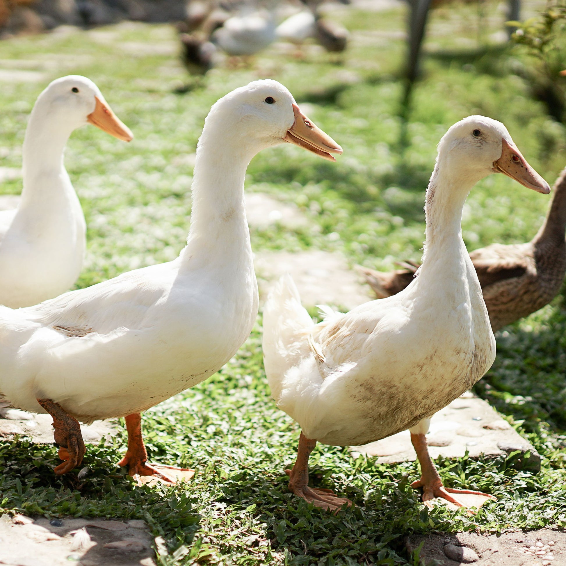 White Layer ducks are medium sized. 