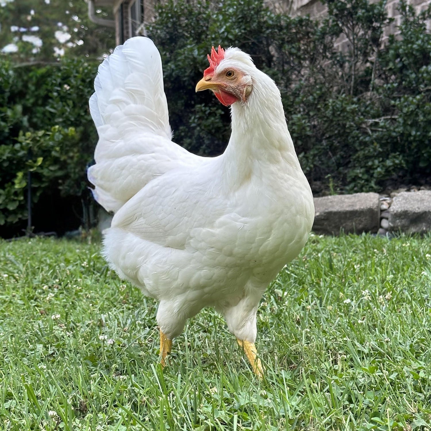 Baby Chicks: Frost White Legbar