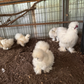 Hatching Eggs: Silkie Project Assortment, Flock & Field Location