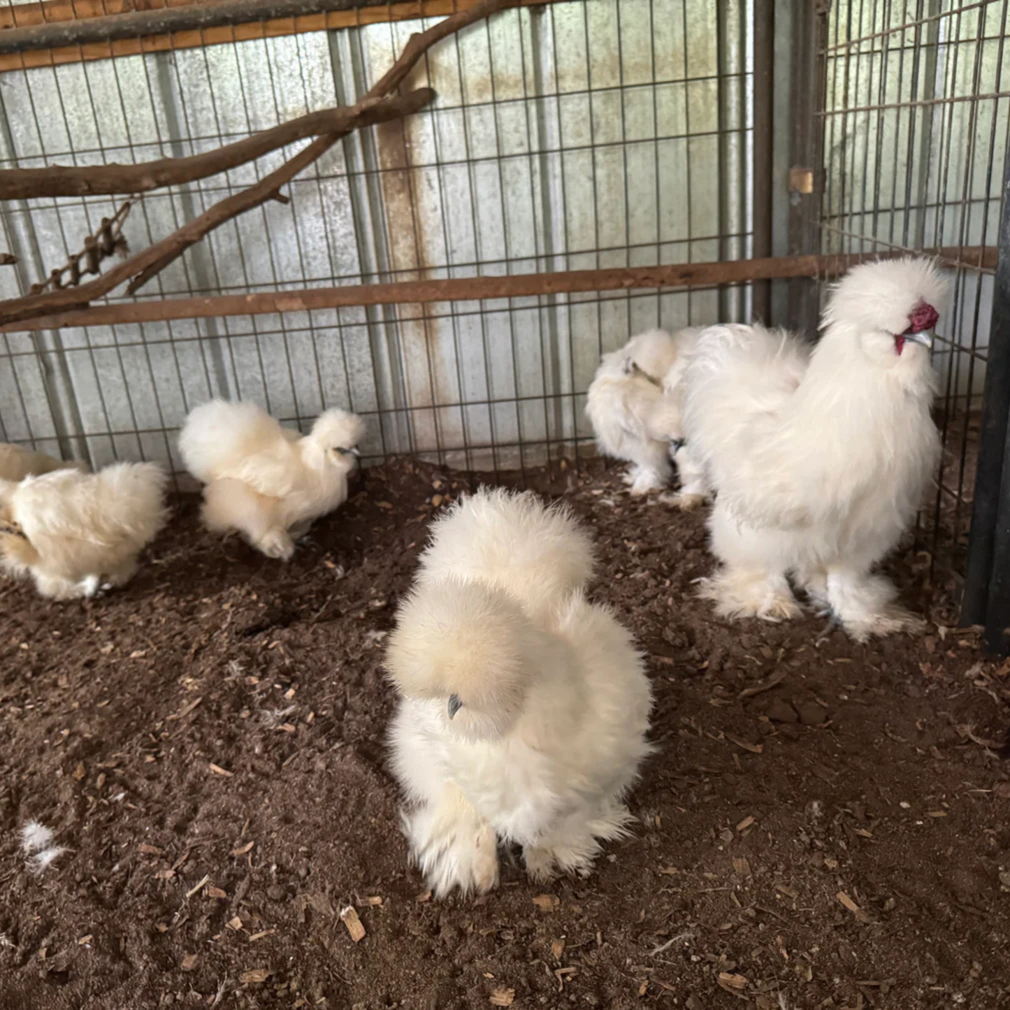 Hatching Eggs: Silkie Project Assortment, Flock & Field Location