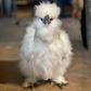 Hatching Eggs: Black/Paint Project Silkie, Akers Farm Location