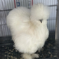 Hatching Eggs: Silkie Project Assortment, Flock & Field Location