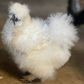 Hatching Eggs: White Silkie, Flock & Field Location