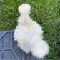 Hatching Eggs: Silkie Project Assortment, Flock & Field Location