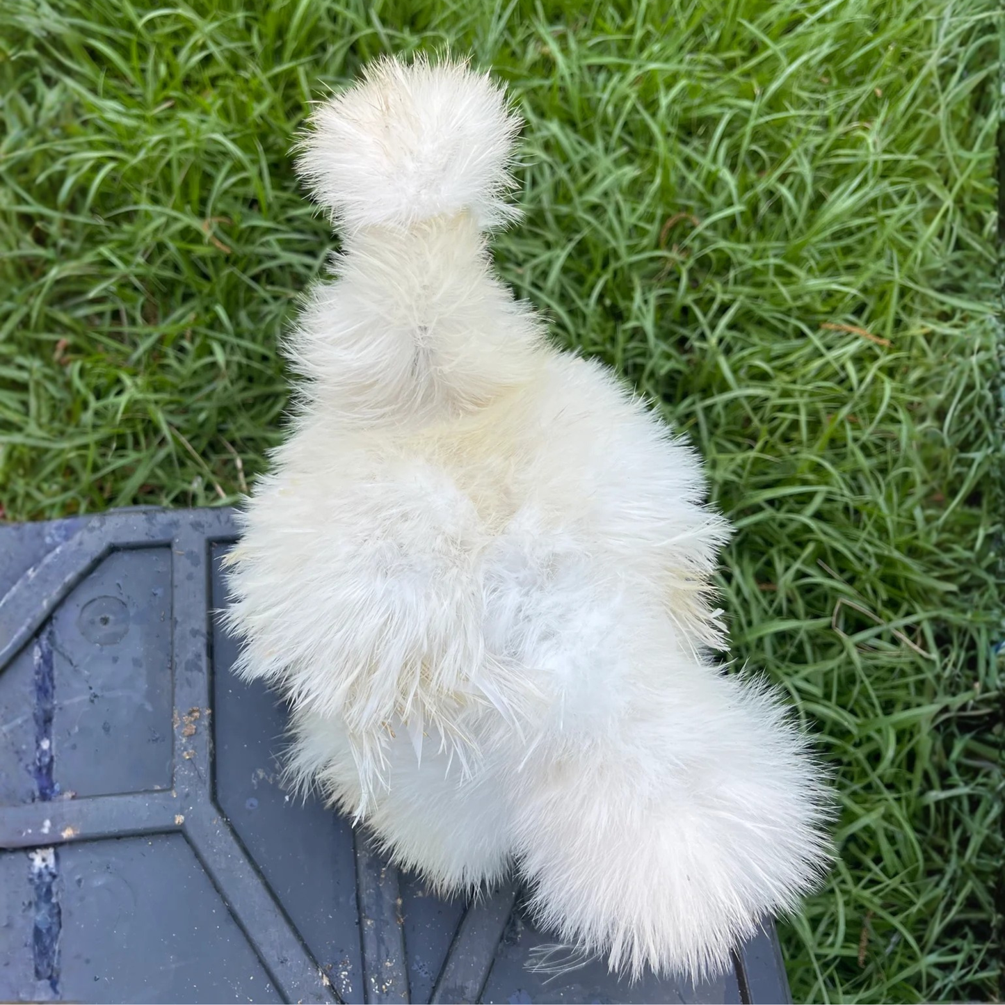 Hatching Eggs: Silkie Project Assortment, Flock & Field Location