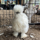 Hatching Eggs: Silkie Project Assortment, Flock & Field Location