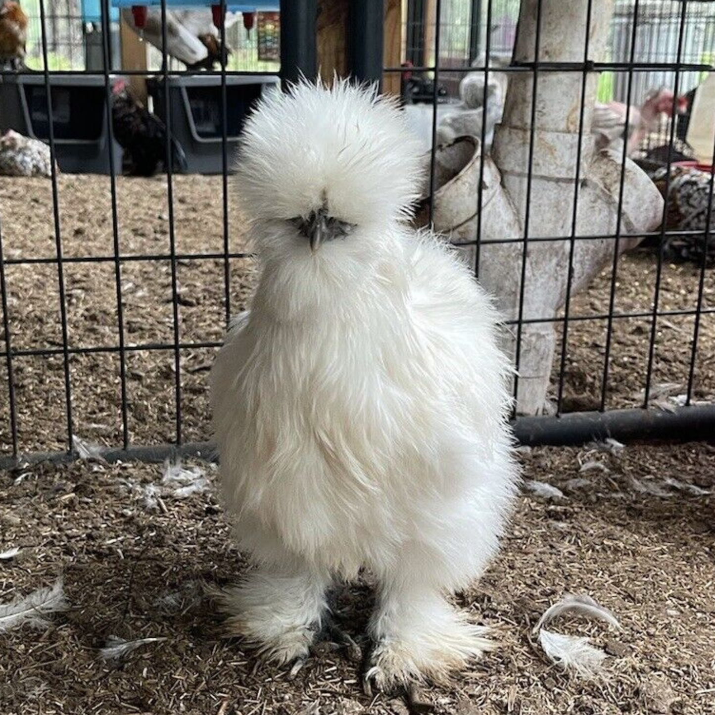 Hatching Eggs: Silkie Project Assortment, Flock & Field Location