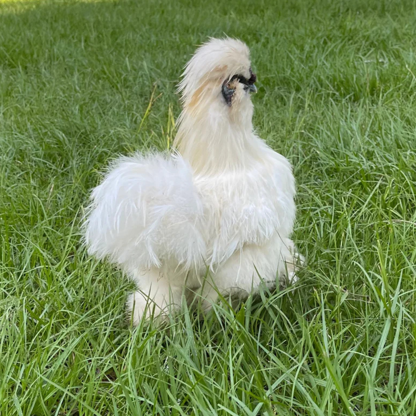 Hatching Eggs: Silkie Project Assortment, Flock & Field Location