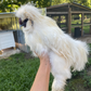Hatching Eggs: White Silkie, Flock & Field Location