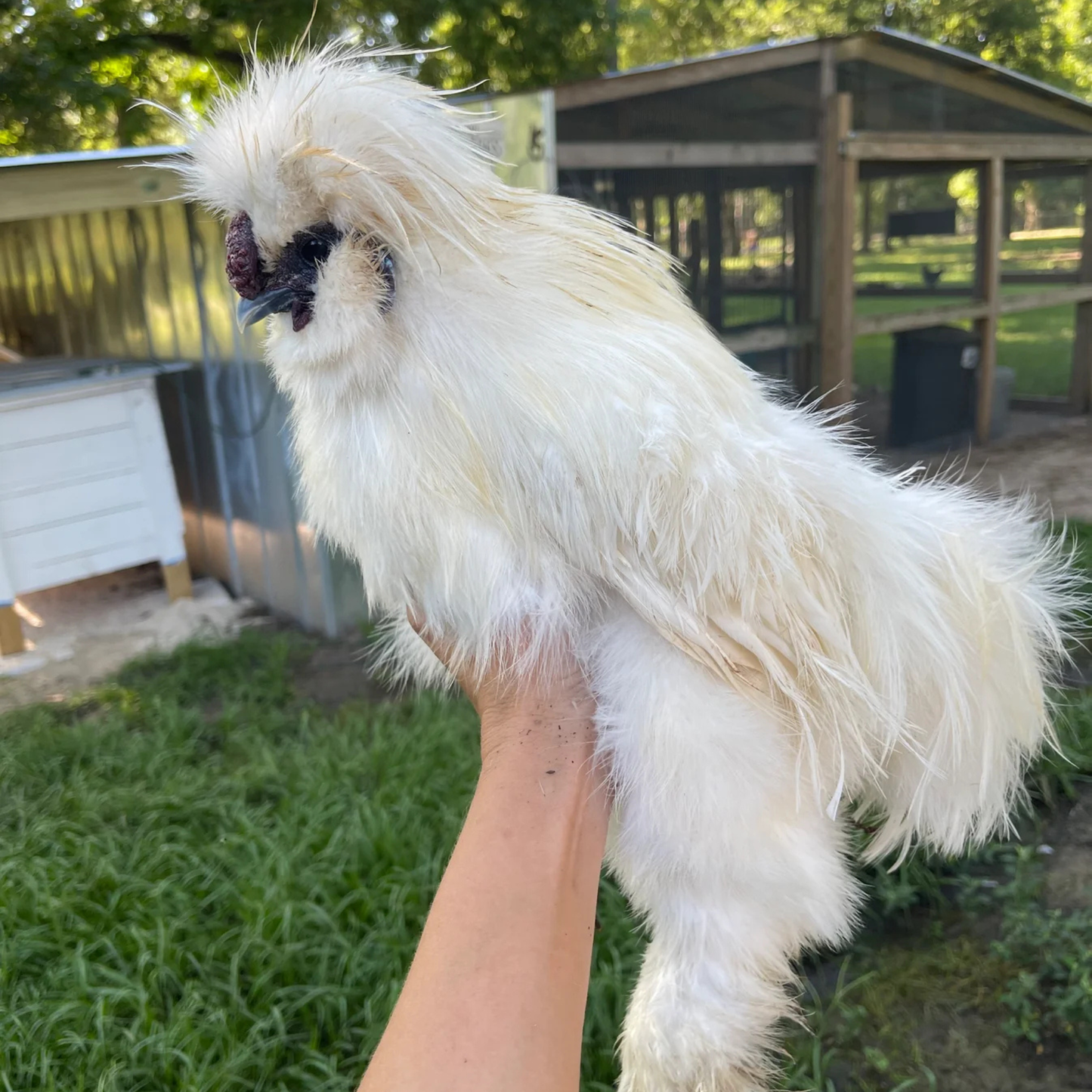 Hatching Eggs: White Silkie, Flock & Field Location