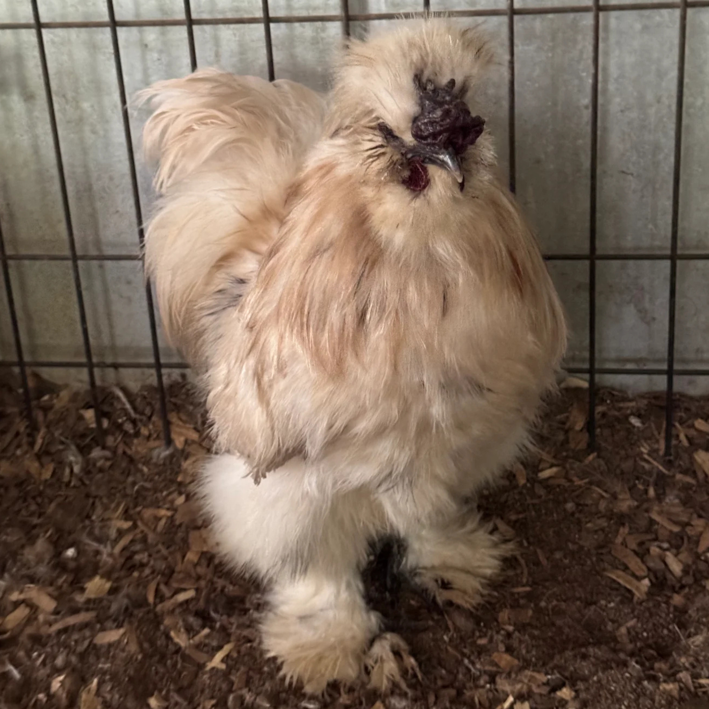 Hatching Eggs: Silkie Project Assortment, Flock & Field Location