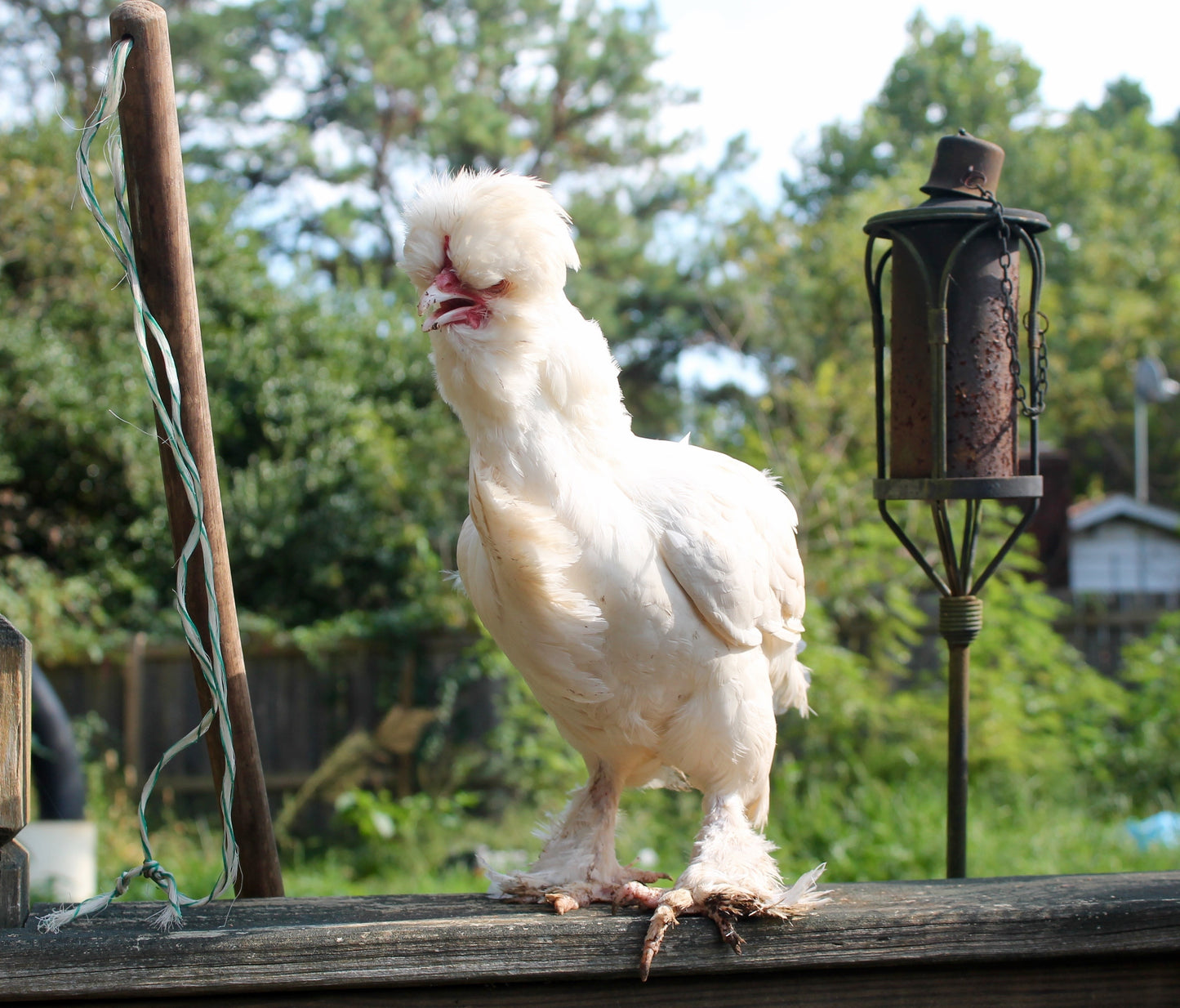 Pullets: White Sultan