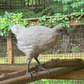 Pullet: Zombie Chicken, Shipping week of 08/31/2026