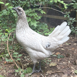 Baby Chicks: Zombie Chicken